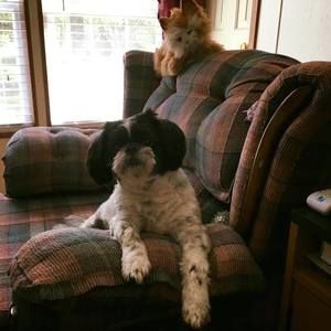 Meet your Posher, Thomas